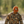 Sportsman Snapback